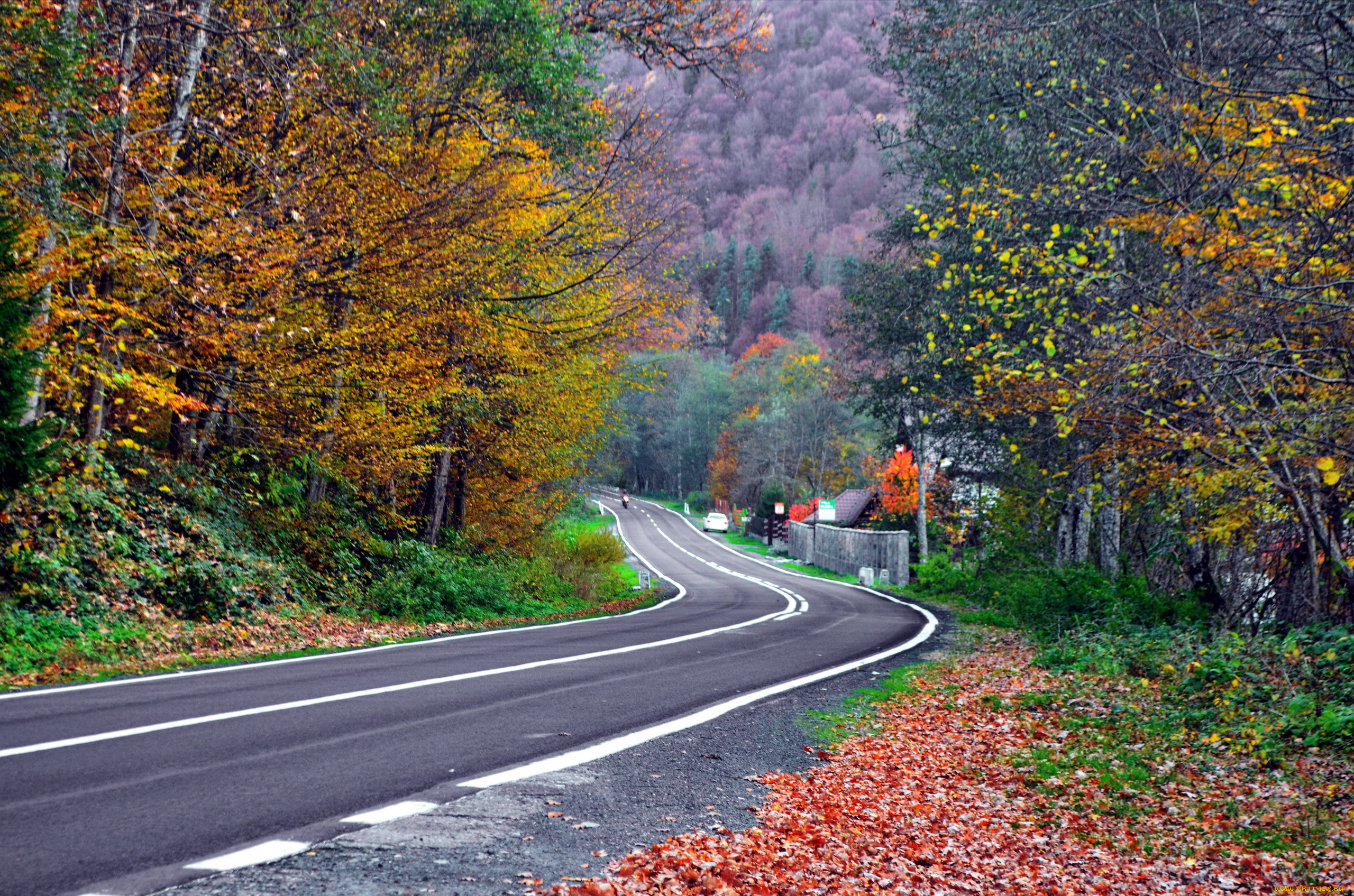 Поворот шоссе. Листопад на дороге. Осень дорога поворот. Осень поворотом. Дорога осенью листопад.